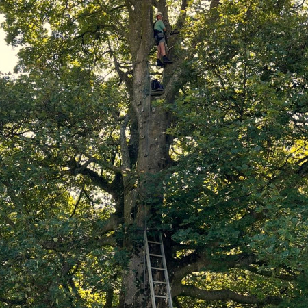 Removing Old Zip Wire